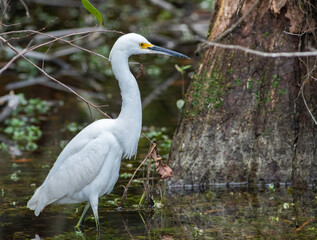 A snowy egret hunts fish in the cypress swamp of the Everglades National Park in south Florida 