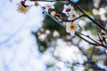 青葉の森公園の梅