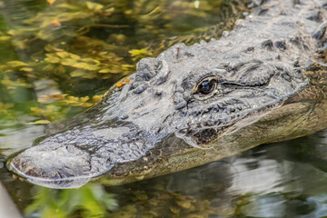 A large American alligator head up close in the Everglades National Park cypress swamp