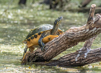 A painted turtle suns itself on a dead tree branch in the Big Cypress Swamp in south Florida 