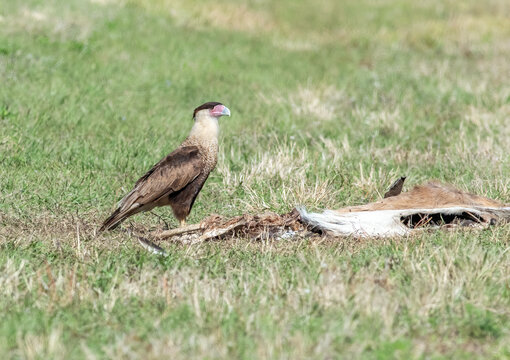 A crested caracara guards a dead deer carcass that had been struck by a car 