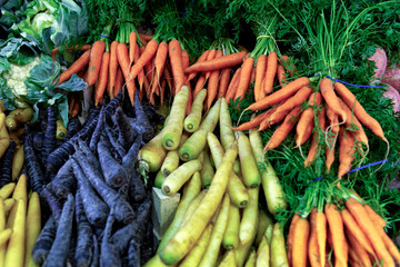 Carrots of different colours