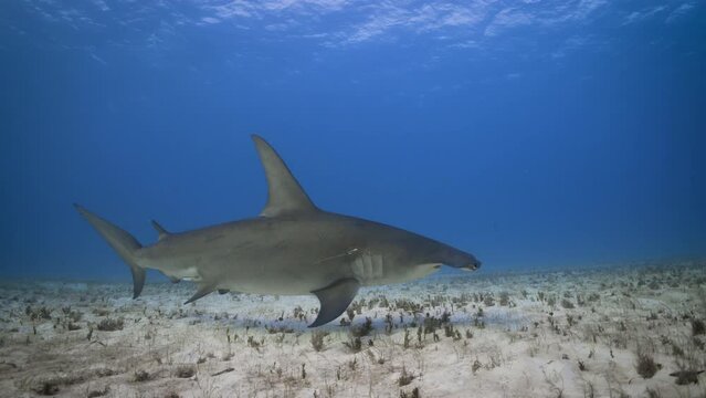 Tracking great hammerhead shark underwater, slow motion