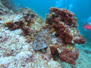 Naklejka na ściany i meble Coral reef and fish in the Mabul Island