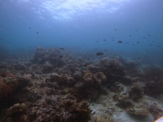 Naklejka na ściany i meble Coral reef and fish in the Mabul Island