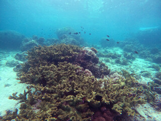 Coral reef and fish in the Mabul Island