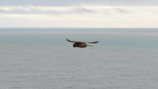4K Cinematic slow motion wildlife shot of a kestrel falcon flying in the sky, looking for a prey to catch.