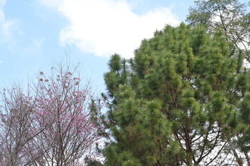Fototapeta premium A beautiful view of the Himalayan wild cherry or Sokolov sour cherry blooming planted above the bright green of the Pinus kesiya tree on bright blue sky, white cloud background in winter of thailand 