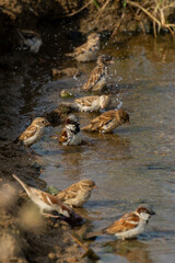 Sparrow bird