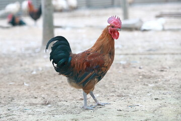 farm free range chicken