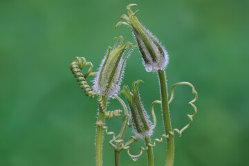 The beauty of flower buds and vines of pumpkin plants with morning dew. This plant has the...