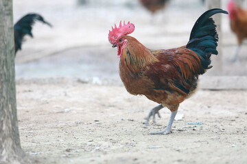 Fototapeta na wymiar farm free range chicken