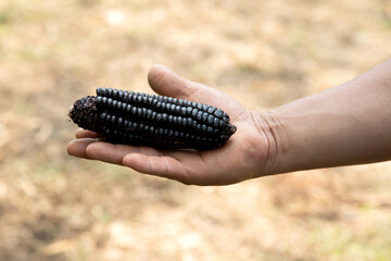 black corn,hand holding an ear of corn.Colors.Corn tail.
