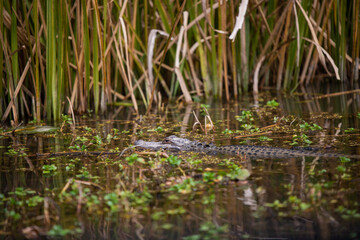 Fototapeta na wymiar Alligator in the swamp - New Orleans