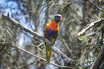 Rainbow lorikeet is a species of parrot found in wooded habitats in Australia
