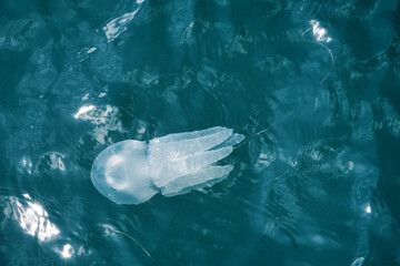 large jellyfish in blue sea water close-up, top view © Michael Garner