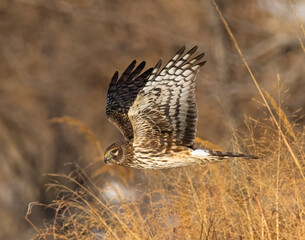 Northern harrier (Circus hudsonius) female gliding low just above grass Colorado, USA