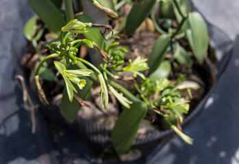 Closeup of the Vanilla flower on plantation, Vanilla in farm, vanilla fargrans (Salish) Ames, Vanilla Planifolia