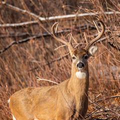 White tailed deer (Odocoileus virginianus) buck standing broadside Colorado, USA