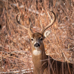 White tailed deer (Odocoileus virginianus) looking head on while walking out of brush Colorado, USA