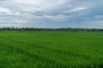 Fototapeta na wymiar View of green rice fields with blue sky