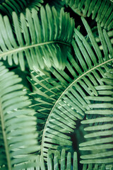 Plakat Green leaves tropical forest green plants