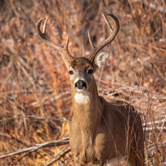 White tailed deer (Odocoileus virginianus) looking head on while walking out of brush Colorado, USA