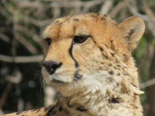 close up of cheetah