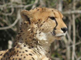 cheetah in the grass