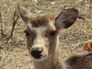 white deer
