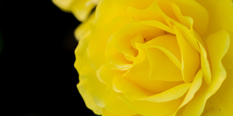 Yellow Rose