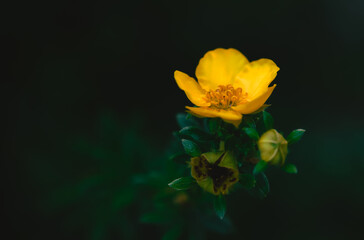 Yellow Flower