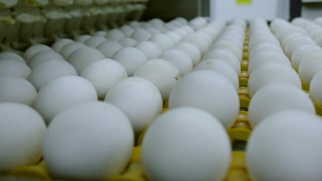 Eggs are moving along the production line. Sorting shop at a poultry farm. Agro-industrial company.