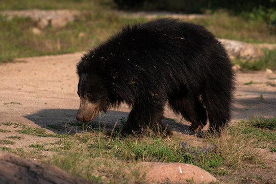 A closeup shot of a sloth bear in a forest