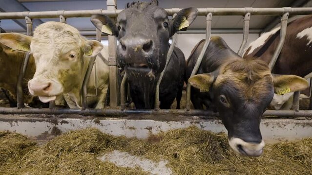 Domesticated cattle at feeding trough; animal husbandry on farm