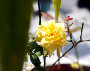 yellow rose in gaarden