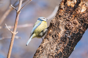 Cute bird, Eurasian blue tit, songbird sitting on a branch without leaves in early spring