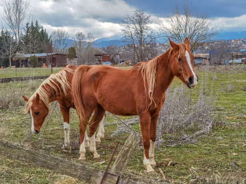horses two brown in a meadow