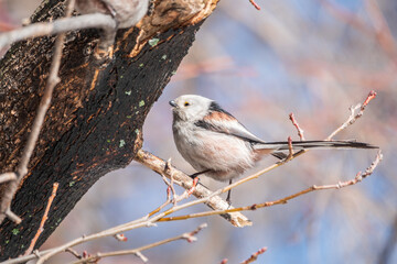 European long-tailed tit, latin name Aegithalos caudatus. A bird sitting on a branch in a deciduous forest.