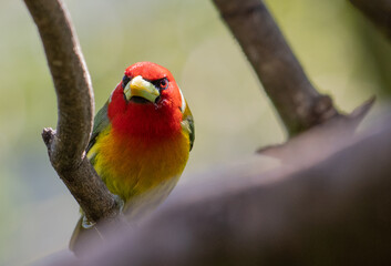 red-headed barbet, Eubucco bourcierii, Capitonidae, Costa Rica
