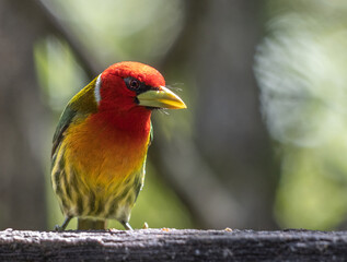 red-headed barbet, Eubucco bourcierii, Capitonidae, Costa Rica