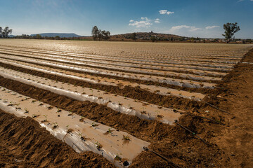 Obraz premium lines of young plants on big cultivated field