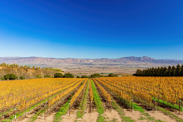 Sunny view of the vineyard landscape of Salinas Valley