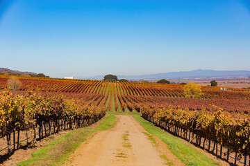 Fototapeta na wymiar Sunny view of the vineyard landscape of Salinas Valley
