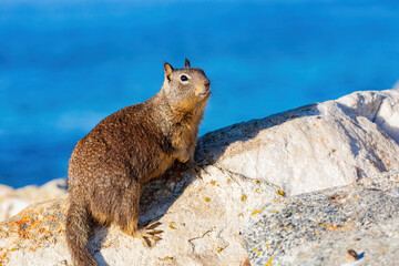 Close up shot of cute squirrel on rock