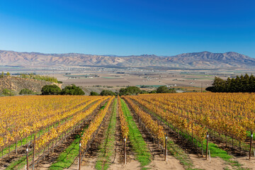 Fototapeta na wymiar Sunny view of the vineyard landscape of Salinas Valley