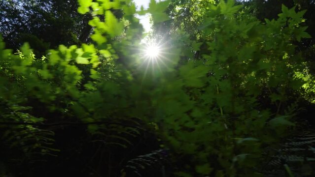 Handheld of bushes in foreground and bright sun beams shining through dense green rainforest at daytime