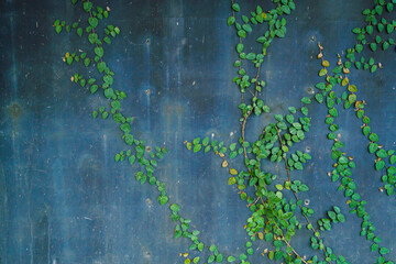 Old rusty container or industry steel plate  wall texture and green vine leaves of green leaves or the Ivy tree that grows naturally background copy space text or design