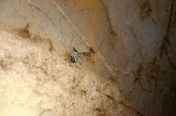 Different Thailand images, streets, markets, temples, buildings, rivers, beaches, and national parks.

