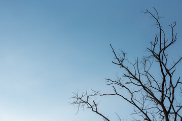Silhouette dead tree on blue sky background for a peaceful death. Despair and hopeless concept. Sad of nature. Death and sad emotion background. Dead branch unique pattern. tree grows on poor soil.